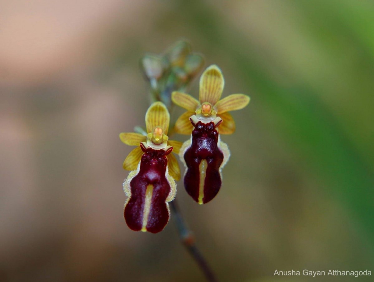 Cottonia peduncularis (Lindl.) Rchb.f.